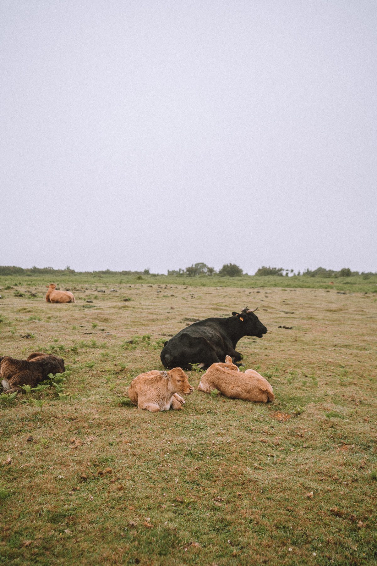 madeira-cherrielynn-02415 madeira-cherrielynn-02415