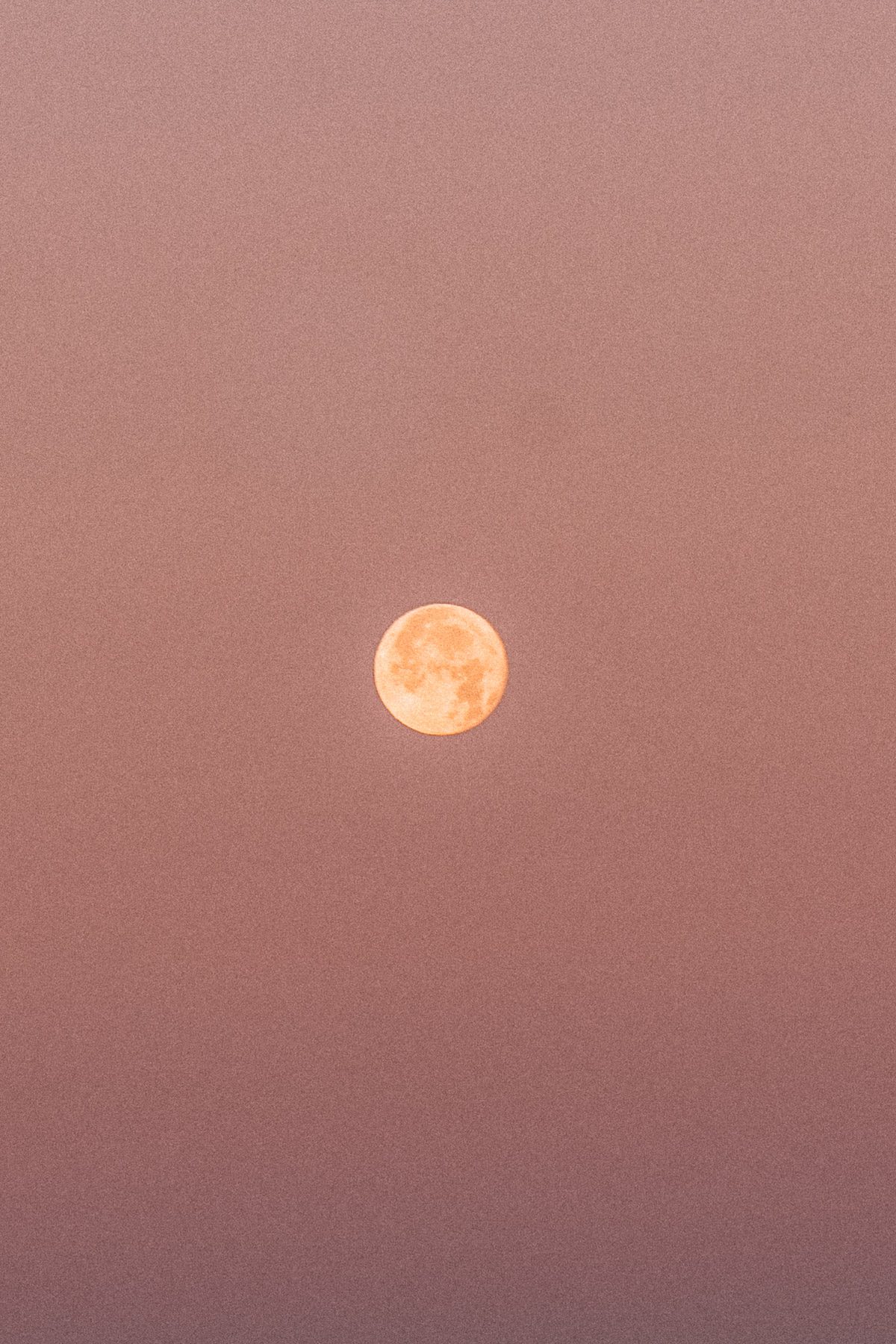 madeira-cherrielynn-02837 madeira-cherrielynn-02837